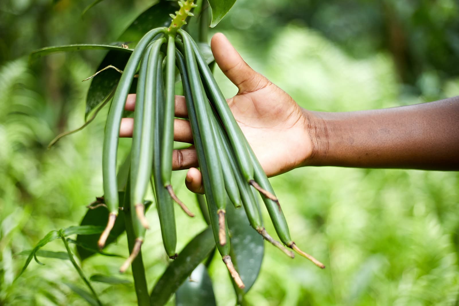 Vanilla vine growing in Madagascar